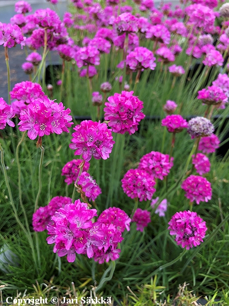  Armeria Maritima-Ryhm